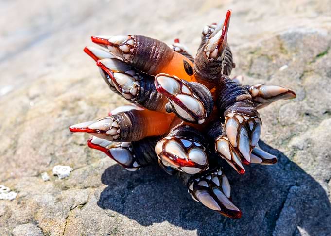 Pretty Mollusc