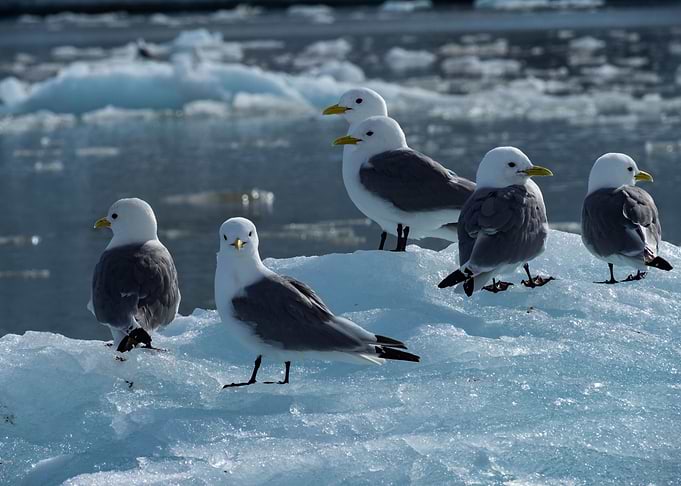 Arctic Wildlife