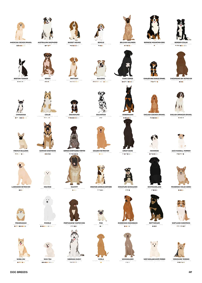 Dogs Illustration Chart