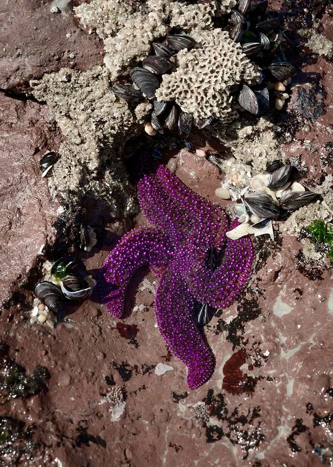 Starfish