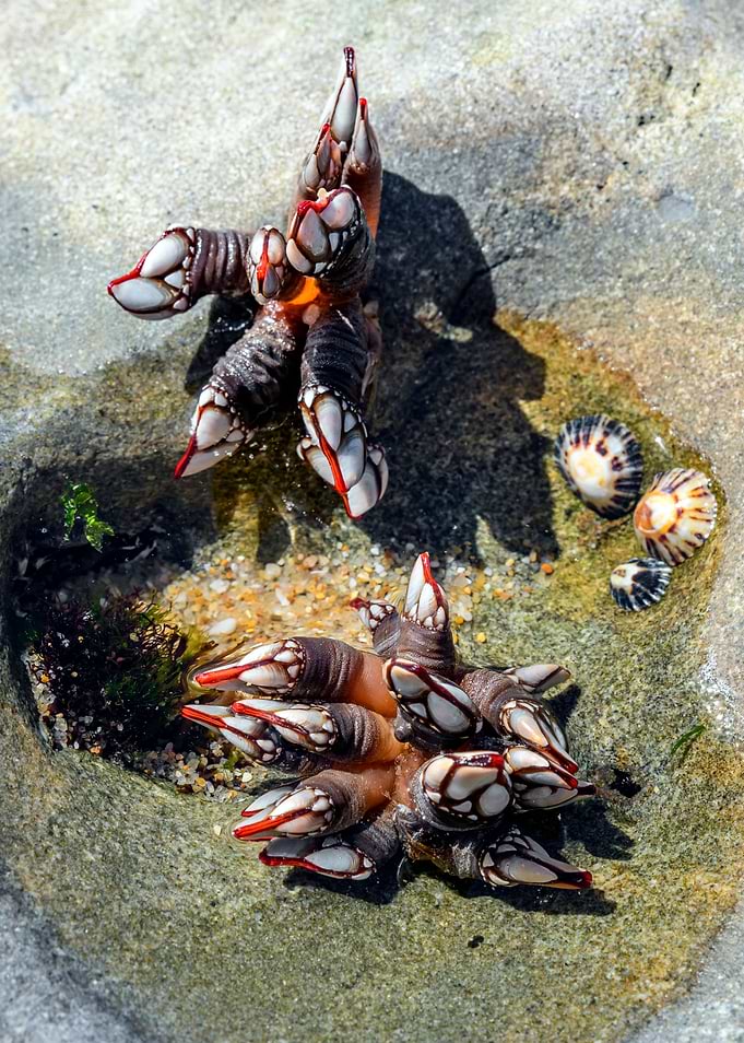 Mussels