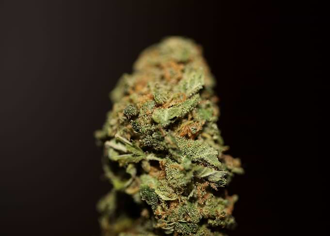 Cannabis medical bud macro