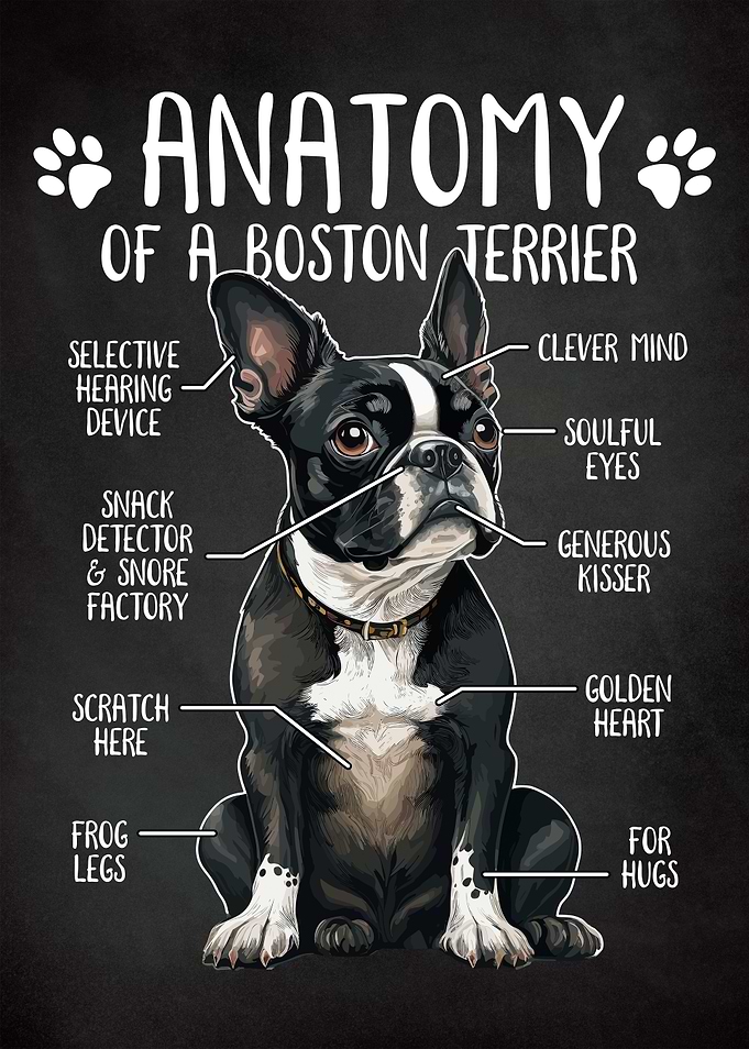 Anatomy Boston Terrier Dog