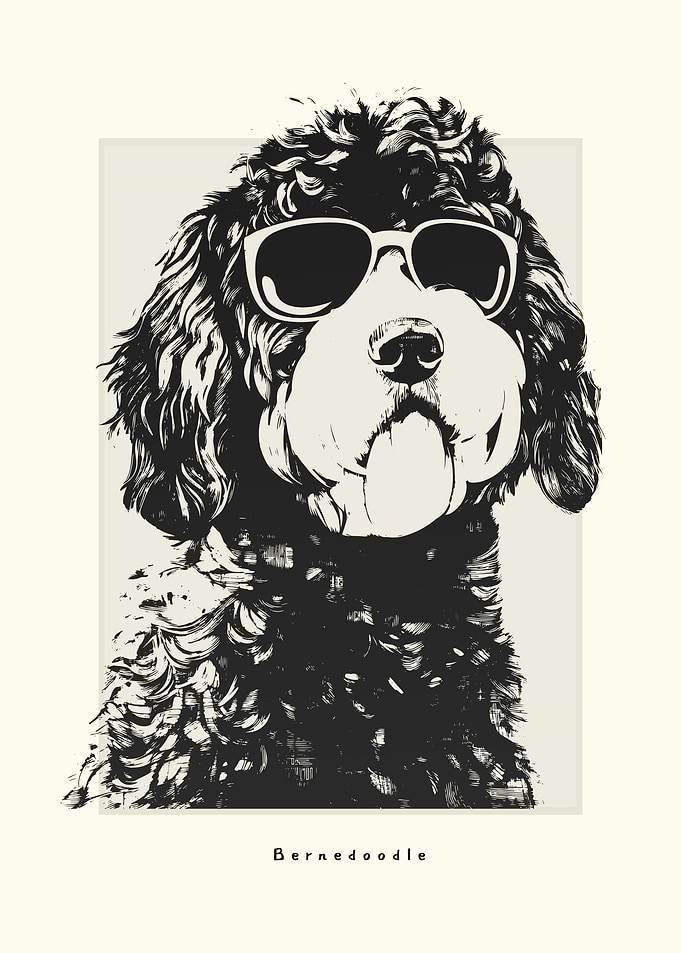 Bernedoodle Illustration