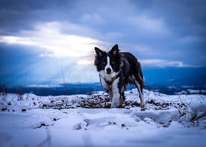 Serious Border Collie