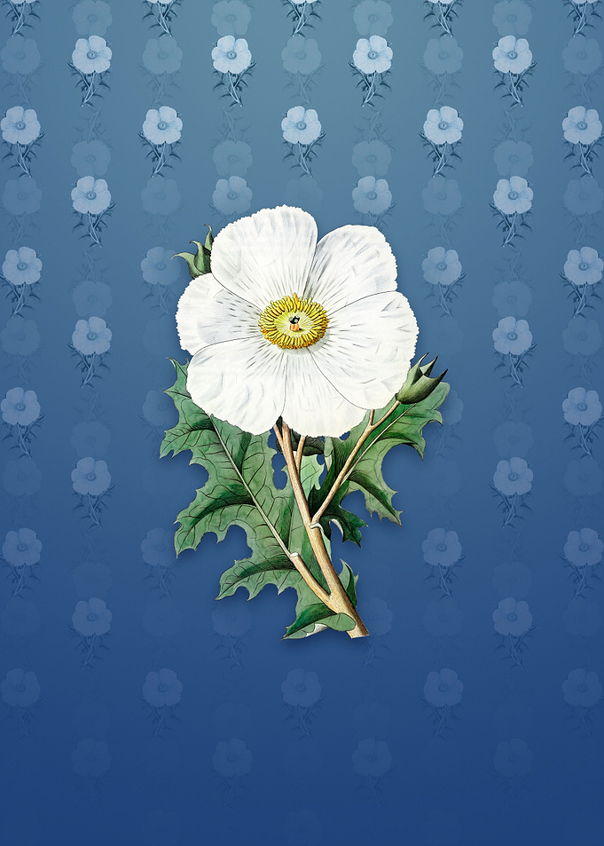 Mexican Poppy Flower