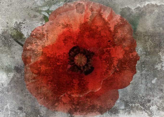 Dusty poppy