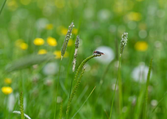 A beetle in a meadow