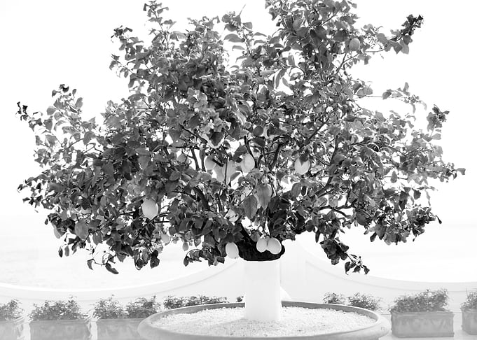 Lemon Tree in Positano 2