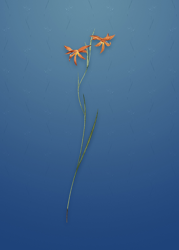 Gladiolus Watsonius