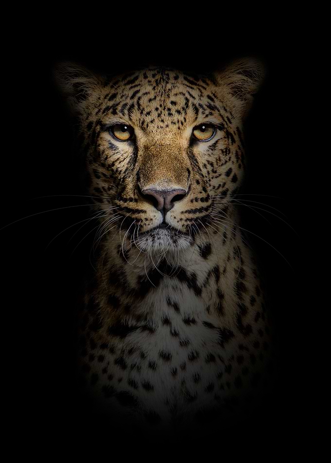 The Tiger