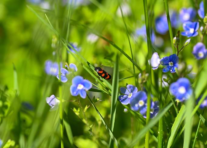 A red cicada in a meadow