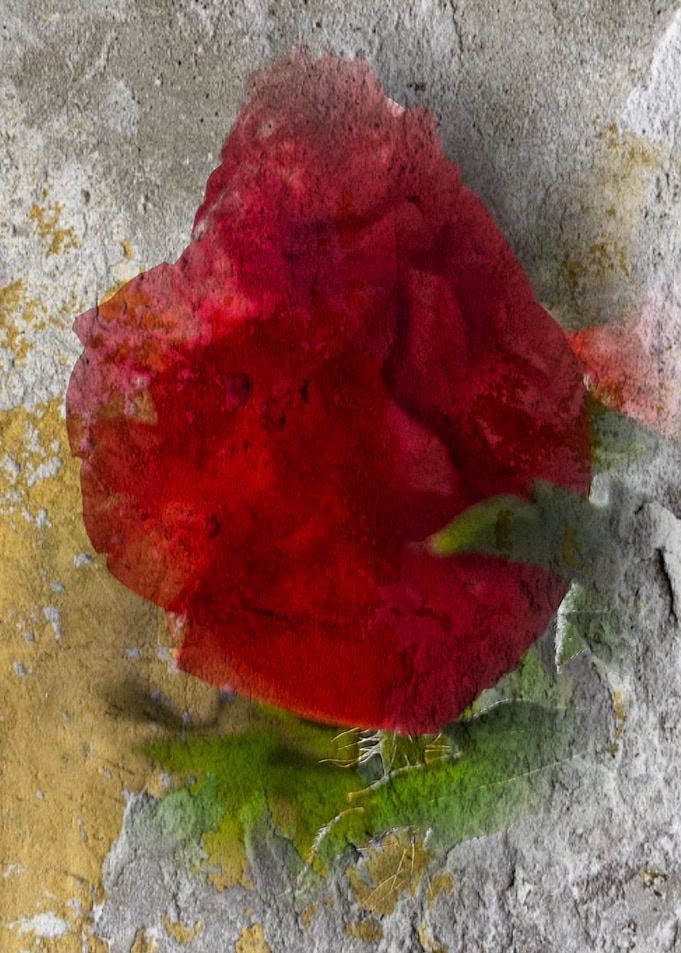 ROmantic poppy
