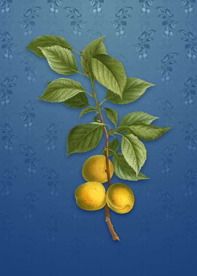Vintage Brianon Apricot