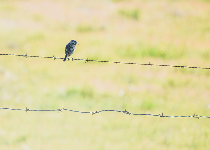 little bird