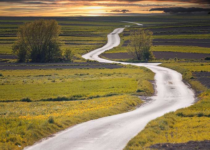Spring road in the fields