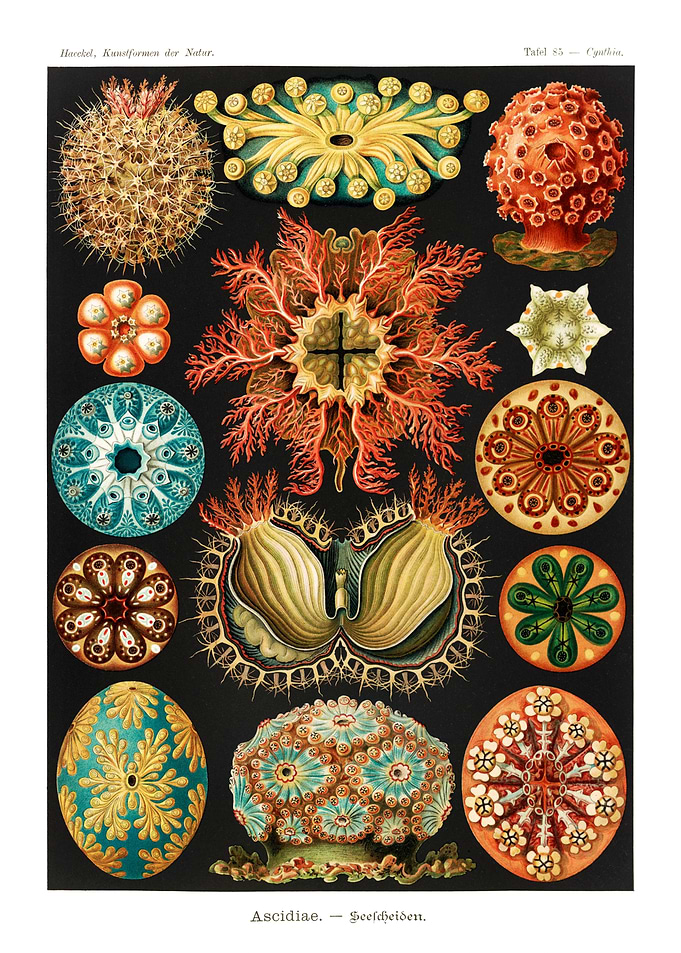 Marine life