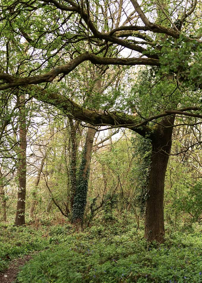 Twisting Forest Trees