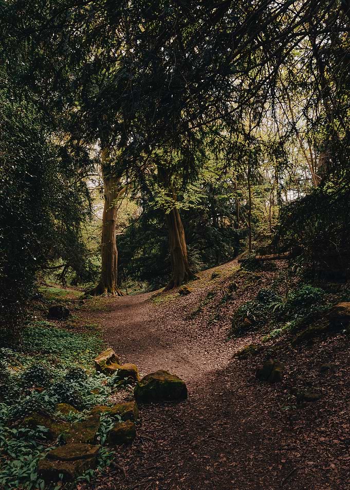 Dark Forest Tracks