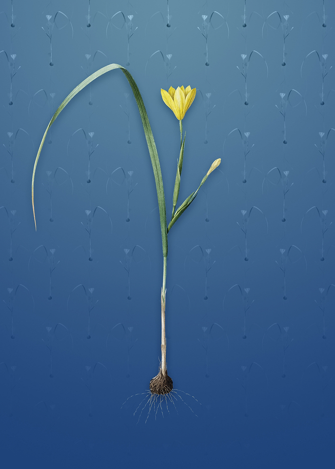 Cape Tulip on Bahama Blue