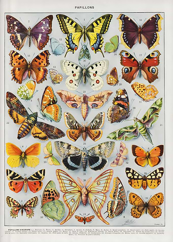 Vintage Butterfly