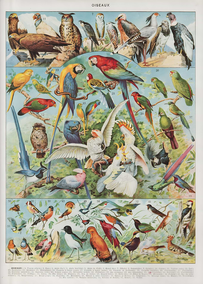 Vintage Birds