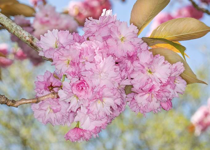 Pink Spring Blossoms