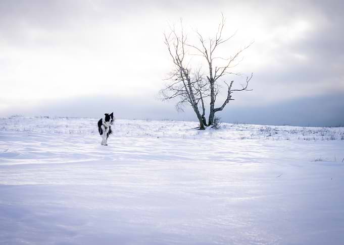 border collie in the wind