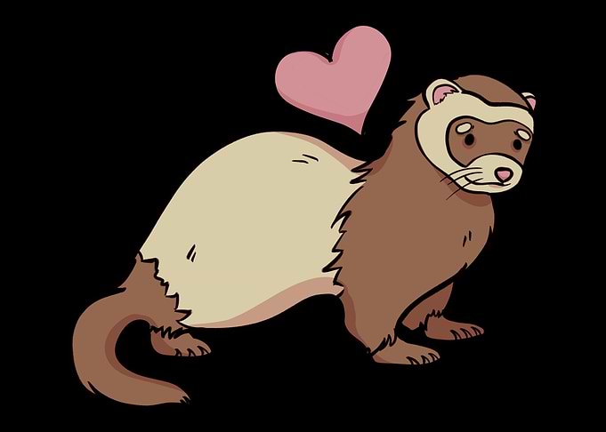 Ferret