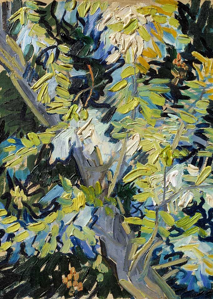 Blossoming Acacia Branches
