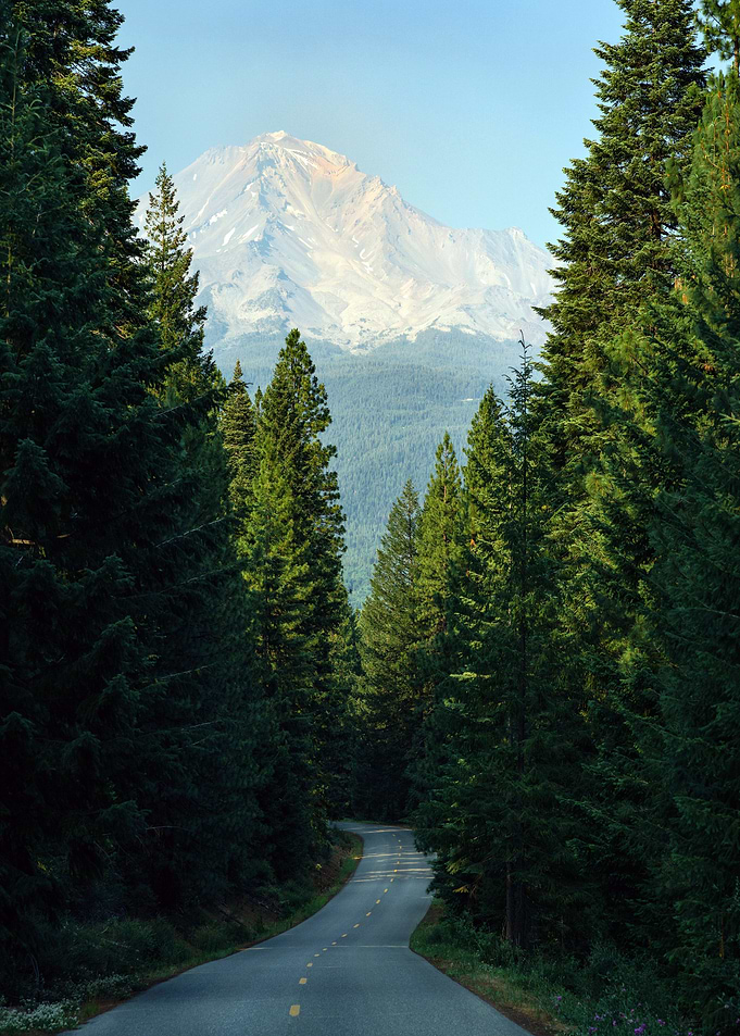 Road at Forest Nature
