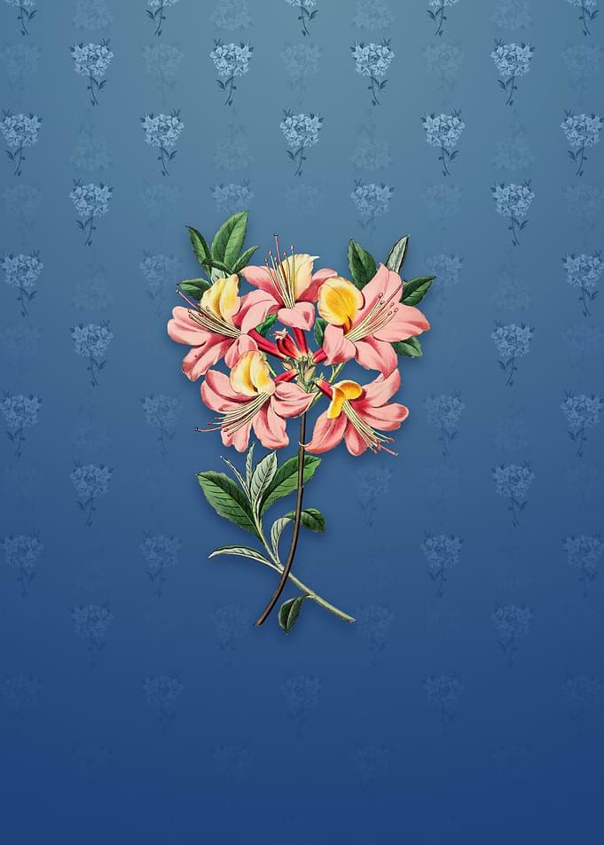 Changeable Pontic Azalea