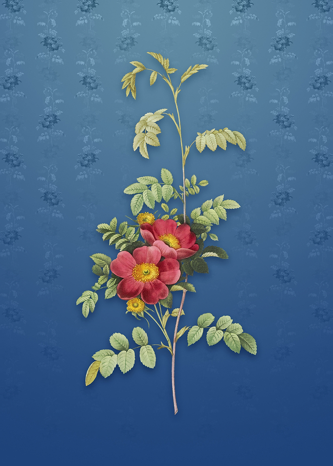 Vintage Alpine Rose