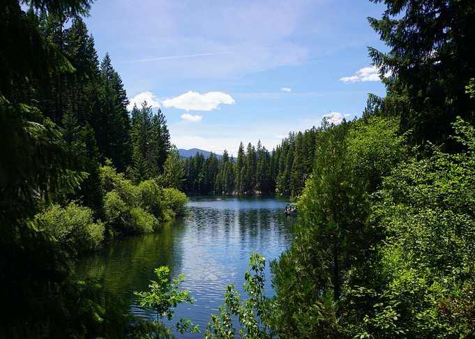 Forest at Lake Nature