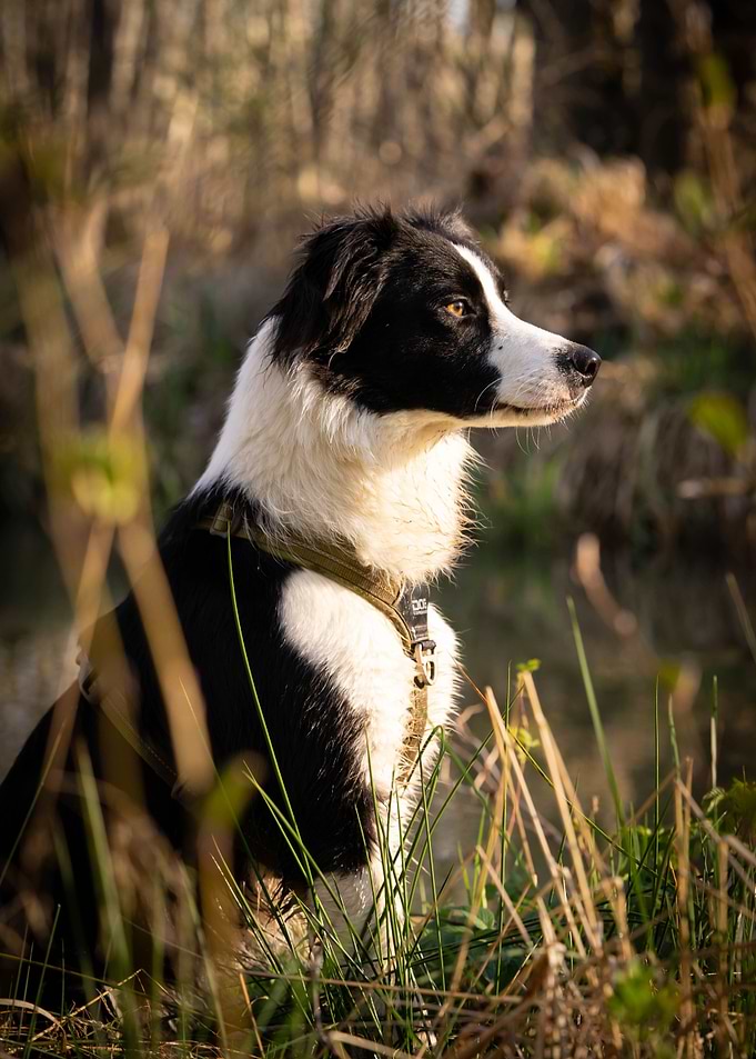 Border collie