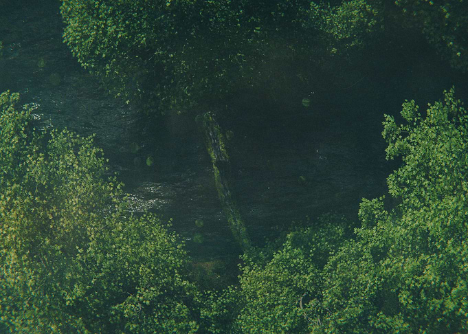 Lost Forest Scene 2 3D