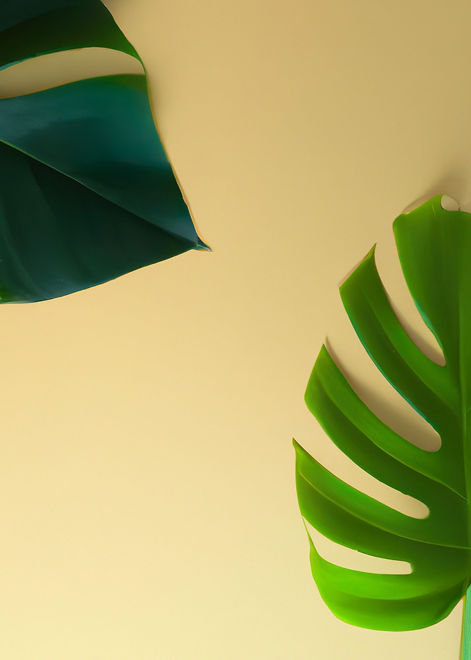 Monstera Leaves