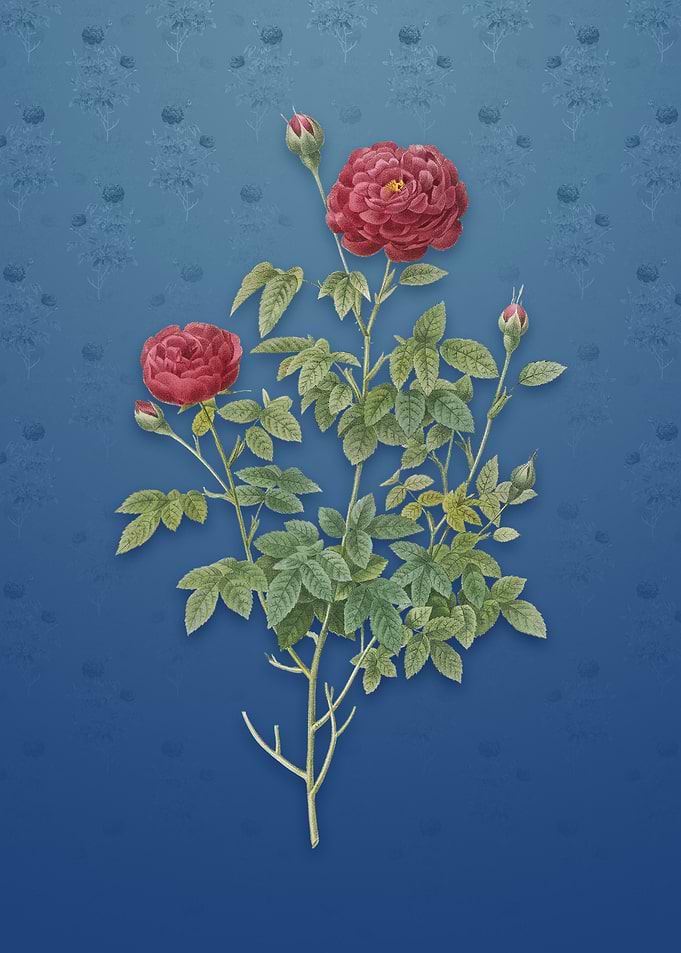 Burgundy Cabbage Rose