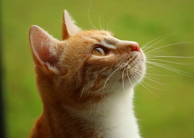 Orange Cat