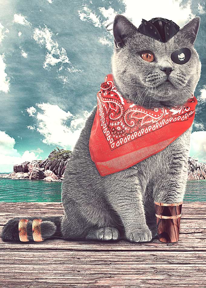 Pirate cat