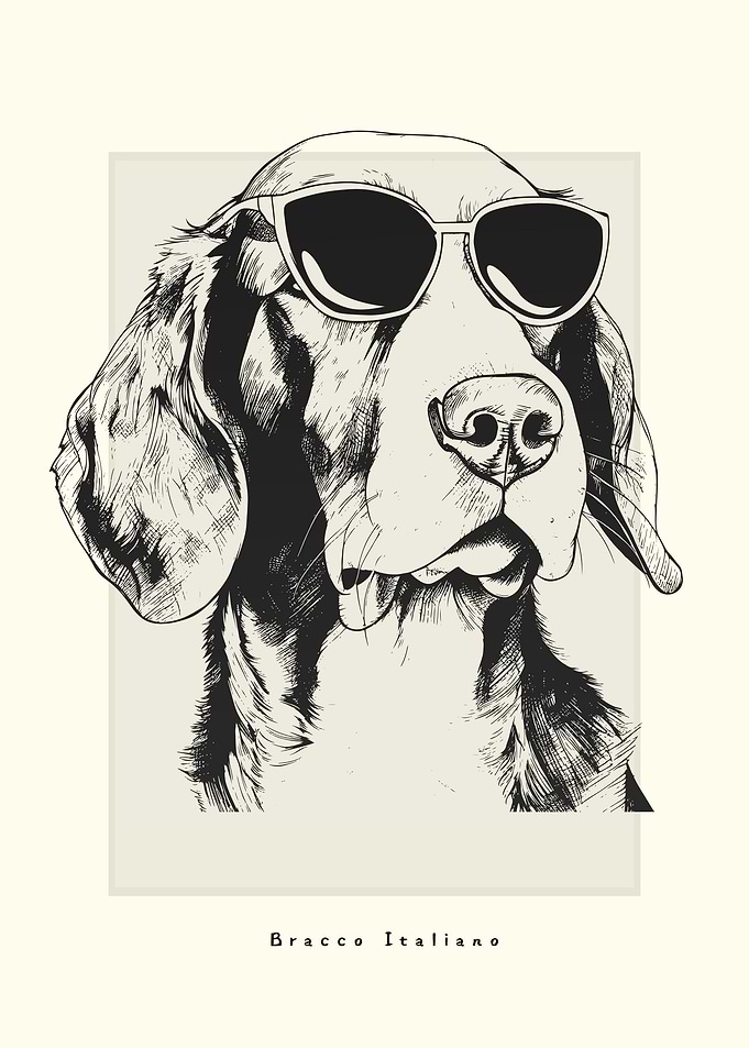 Bracco Italiano Sketch