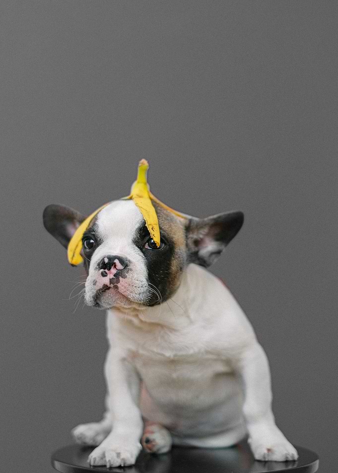 Cute Dog Animals