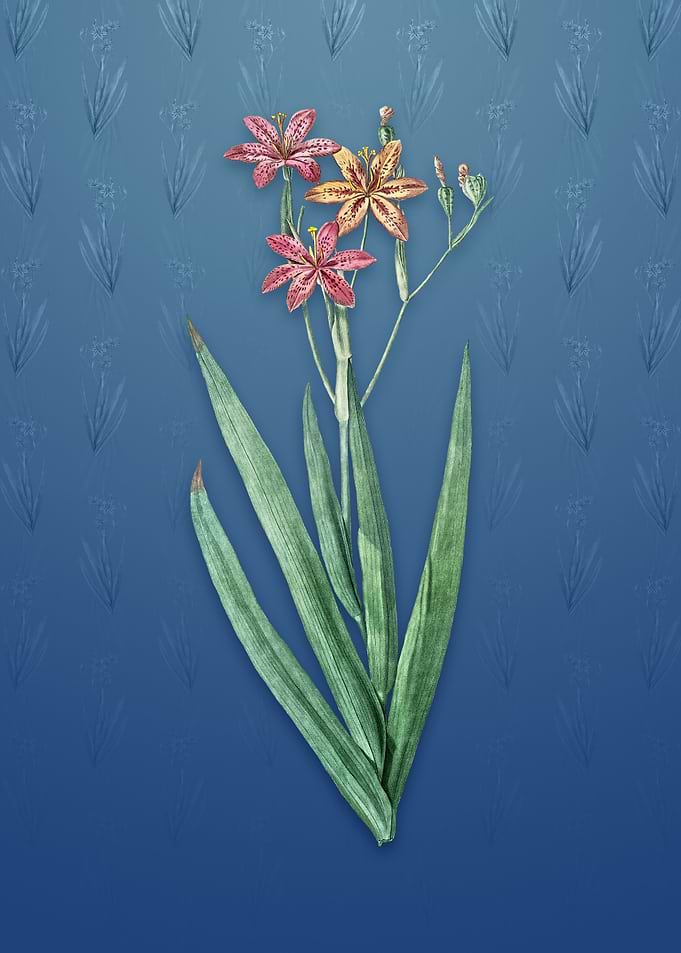Vintage Blackberry Lily