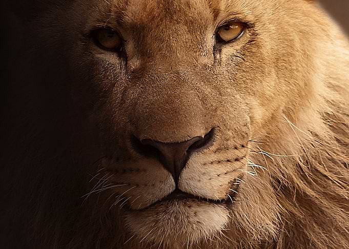 Lions Face