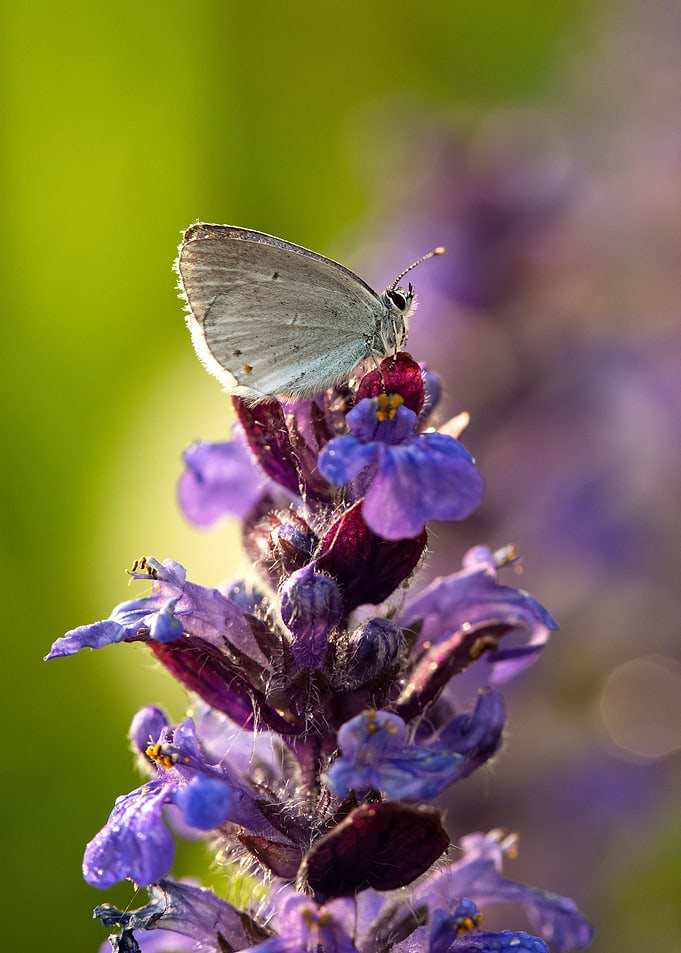 Spring butterfly
