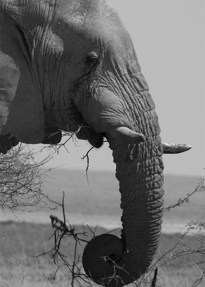 Elephant