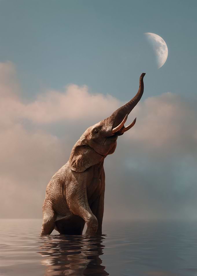 Reach for the Moon