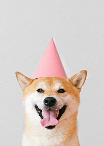 Cute Dog