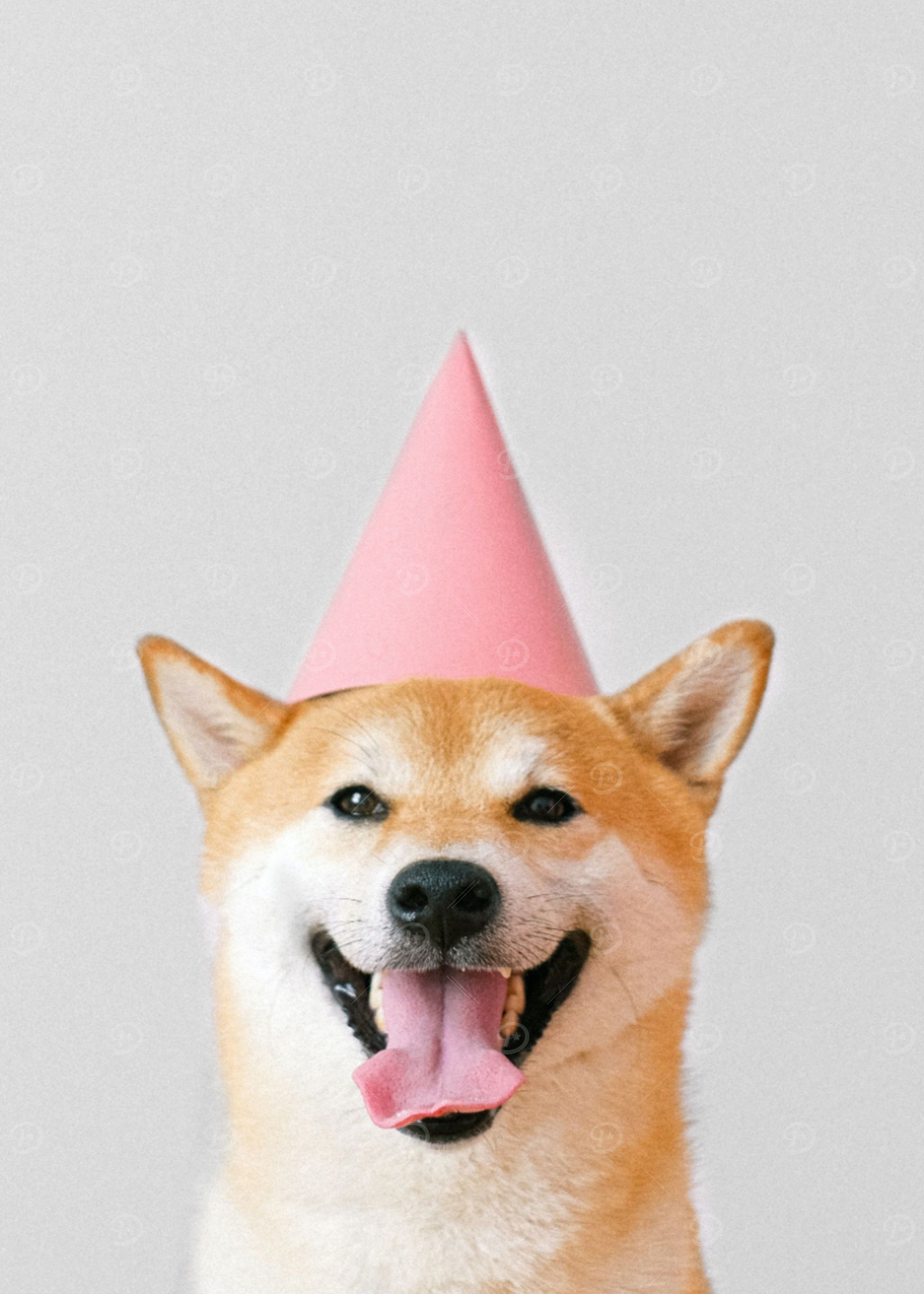 Cute Dog