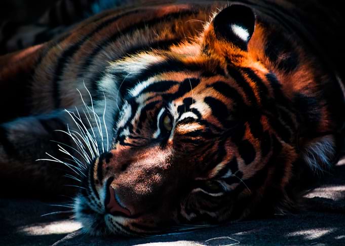 Sleepy Tiger